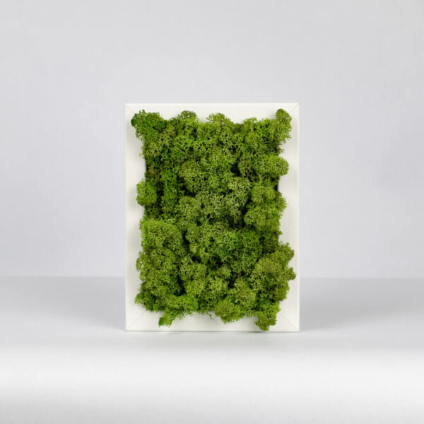 Mechový obraz - středně zelený - 18x13 cm - bílý rám