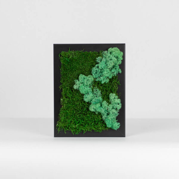Mechový obraz - deštný prales - 18x13 cm - černý rám