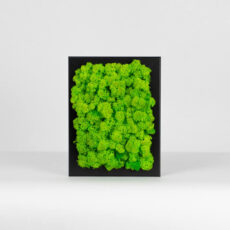 Mechový obraz - světle zelený - 18x13 cm - černý rám