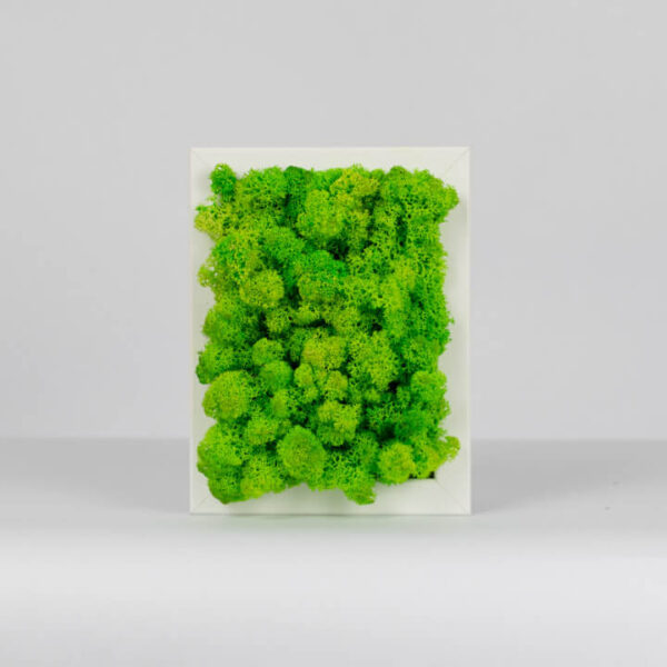 Mechový obraz - světle zelený - 18x13 cm - bílý rám