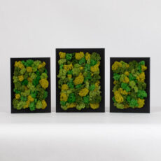 Set 3 obrazů - podzimní les - 18x13 a 15x10 cm - černý rám