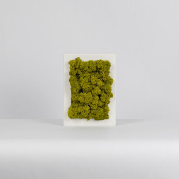 Mechový miniobraz - olivově zelený - 15x10 cm - bílý rám