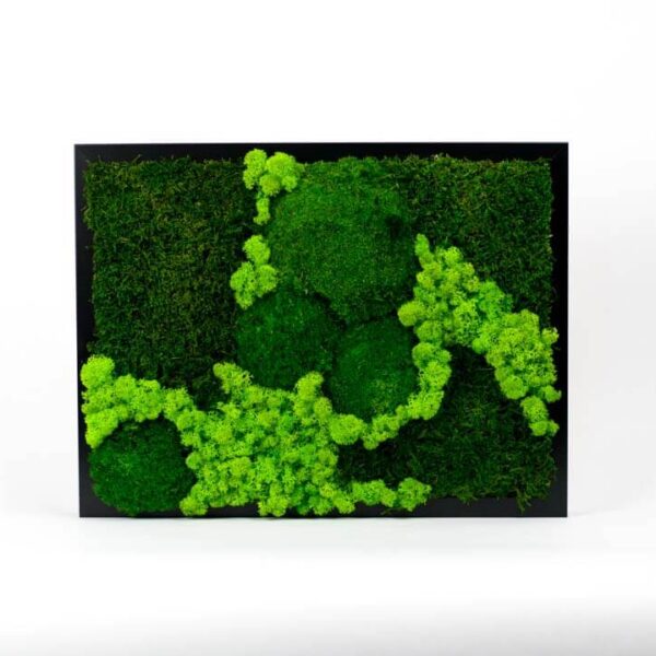 Mechovy obraz – norsky paloucek – 40×30 cm cerny ram