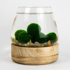 Set velka doza na svetlem podstavci